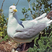 American Herring Gull